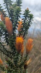 orange flower spike