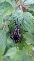 insect closeup