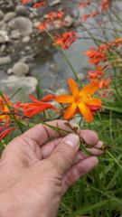 flower or plant closeup