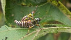 insect closeup