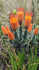 orange flower spike