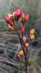 pink flower buds on stem