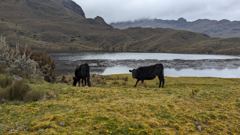 cows by lake