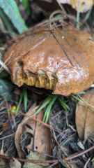 large brown fungus on forest floor