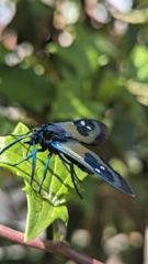 insect closeup