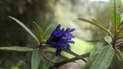 flowering plant