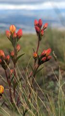 flowering plant
