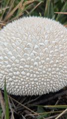 mushroom or fungus closeup