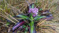 purple flowering plant
