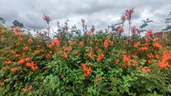 orange flowering shrubs