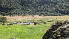 cows in wetland meadow