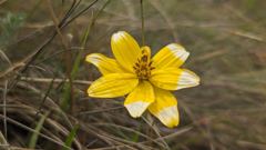 yellow wildflower