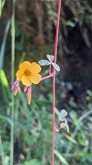 flower or plant closeup