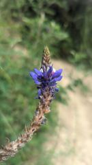 purple wildflower