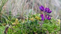 purple flowers in grass
