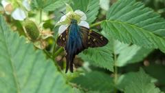 insect on plant