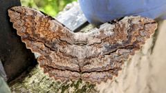 large moth on rough surface