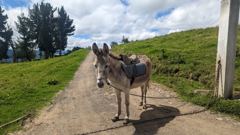 donkey or horse on rural path