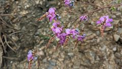 purple wildflowers