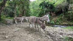 donkey in wooded area