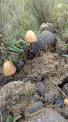 mushroom or fungus closeup