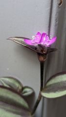 flower or plant closeup
