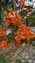 flower or plant closeup