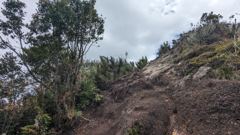 trail beside rocks and trees