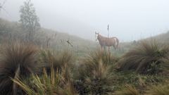 deer in foggy grassland