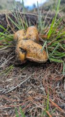 fungus close-up