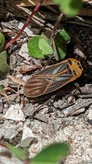 insect closeup