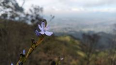 flowering plant