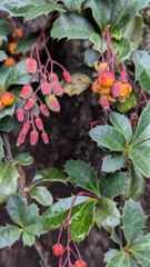flower or plant closeup