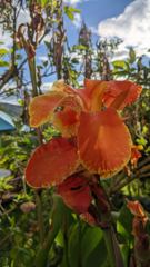flower or plant closeup
