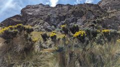 rocky paramo outcrops with yellow flowers