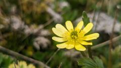 flowering plant