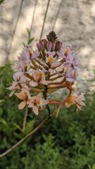 flower or plant closeup
