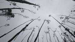 bare branches in fog