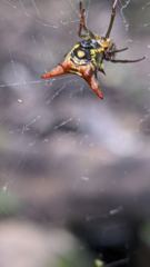 insect closeup