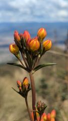 orange flower bud