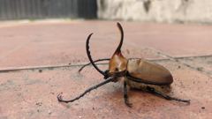 insect closeup