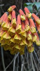 orange hanging flowers