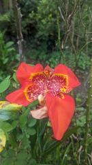 red flower