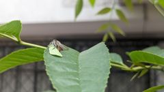 insect on leaf