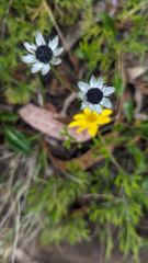 small white flowers and yellow bloom