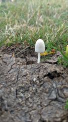 small white mushroom