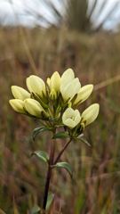 white highland flower