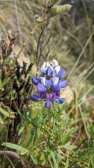 flower or plant closeup