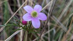 pink five-petal flower