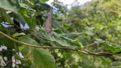 insect closeup